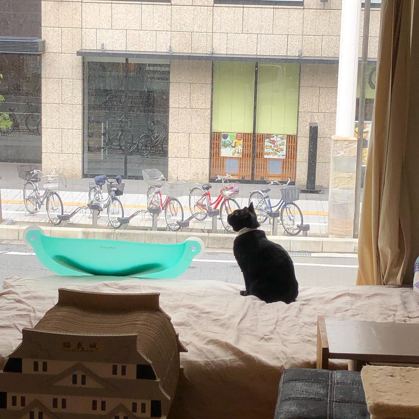 Cat Cafe ねこびやか