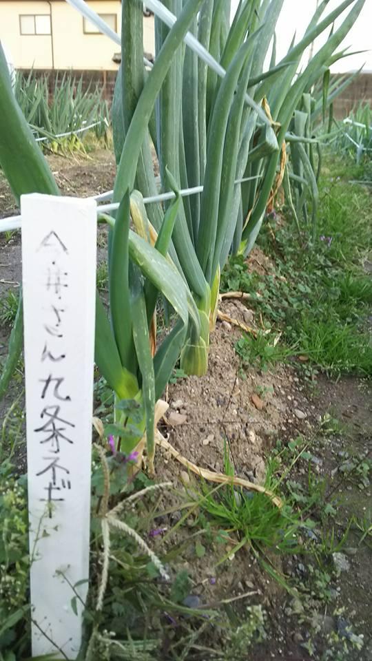 ほんまもん