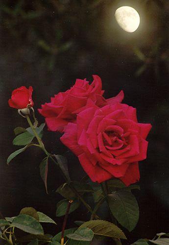 La Rose de la Nuit