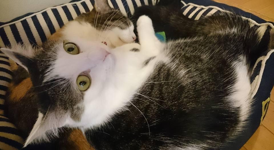 フォレスト キャット