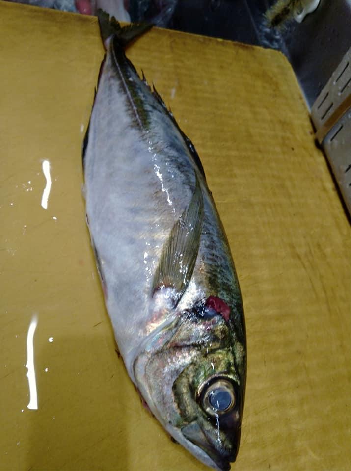 森おと