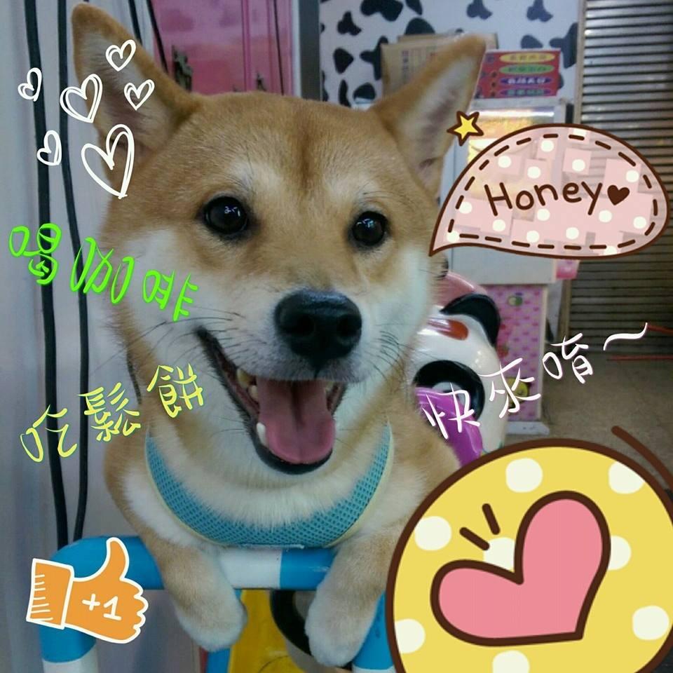 柴寶故事咖啡館