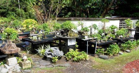 Fuku Bonsai Kurtistown HI