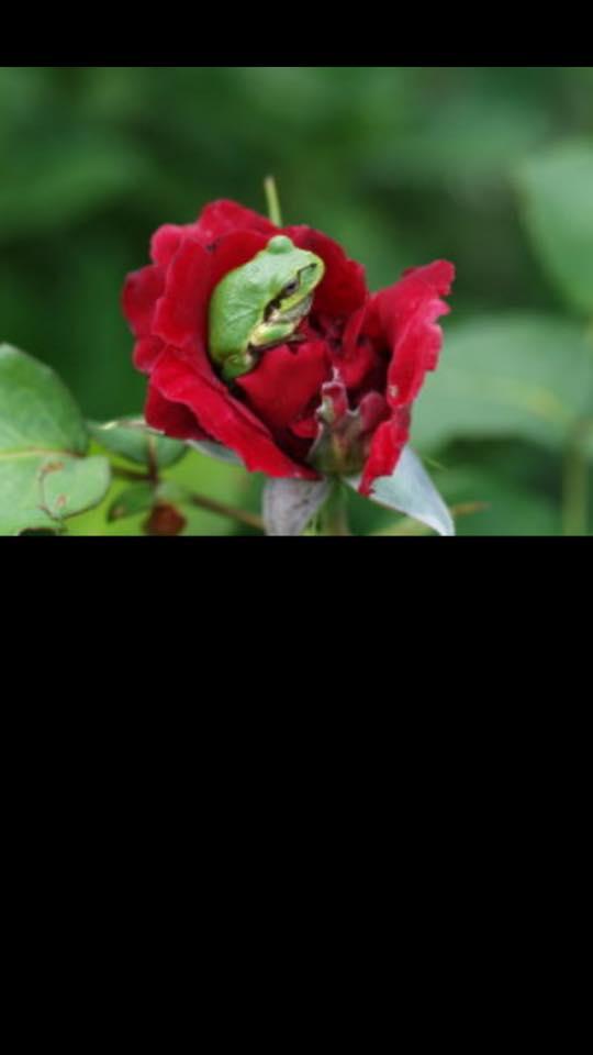 FUNNY FROGs
