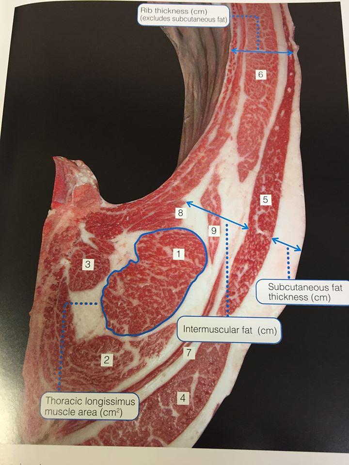 和食肉料理、肉と健康