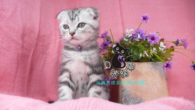9號貓巷