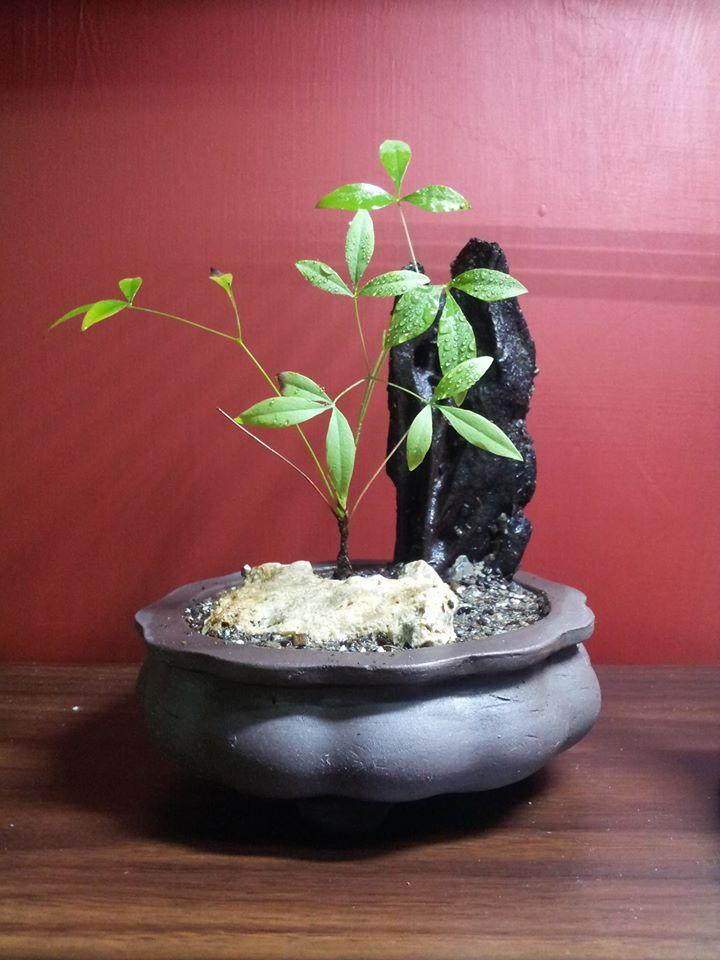 綠手指