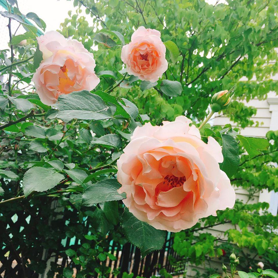 La maison de Roses