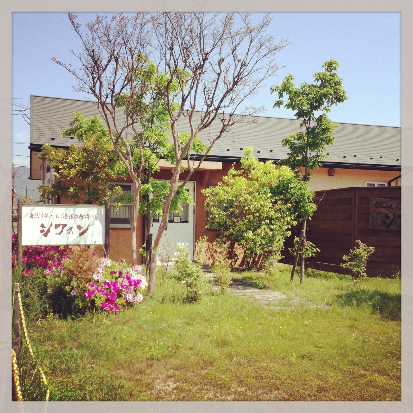 シフォン