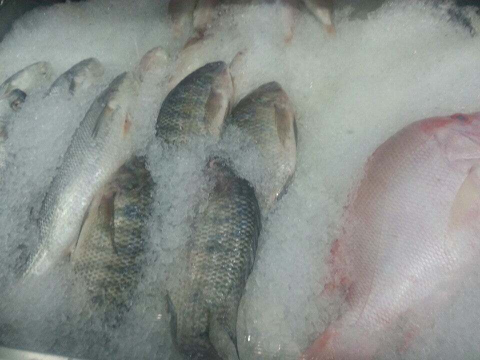 Fish palace