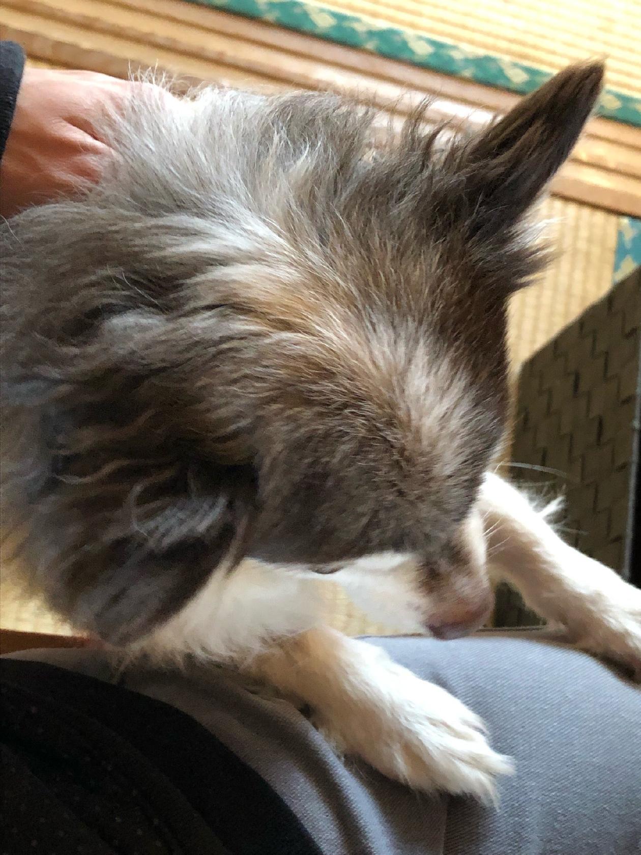 Sam's cafe with dogs