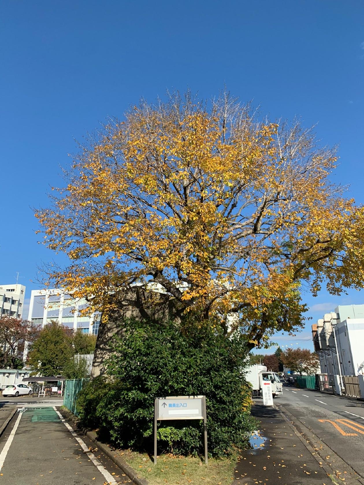 北里大学 相模原キャンパス 食堂