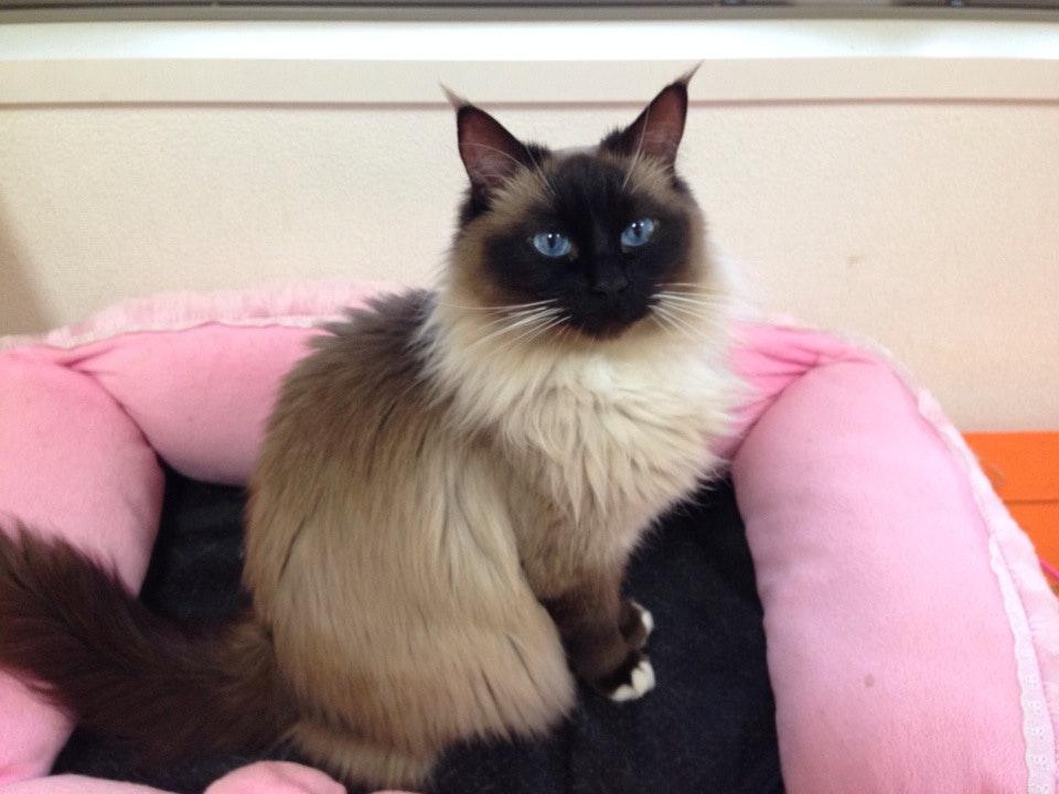 猫カフェNyaon