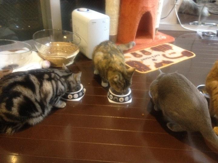 猫カフェ ほっと