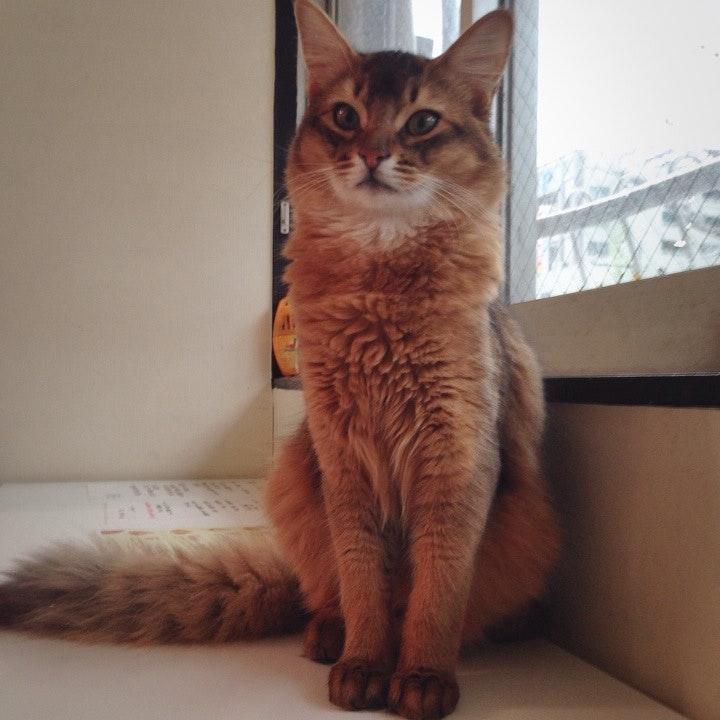 猫カフェ アンシャトン