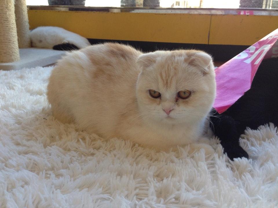 マーサスミス 猫カフェクラブ
