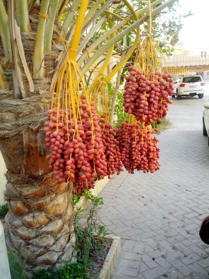 مطعم الحد
