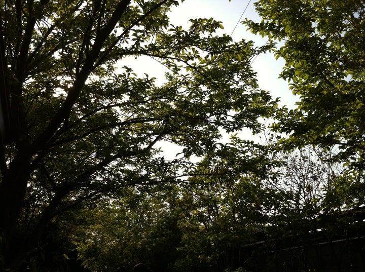 野の花 黄花