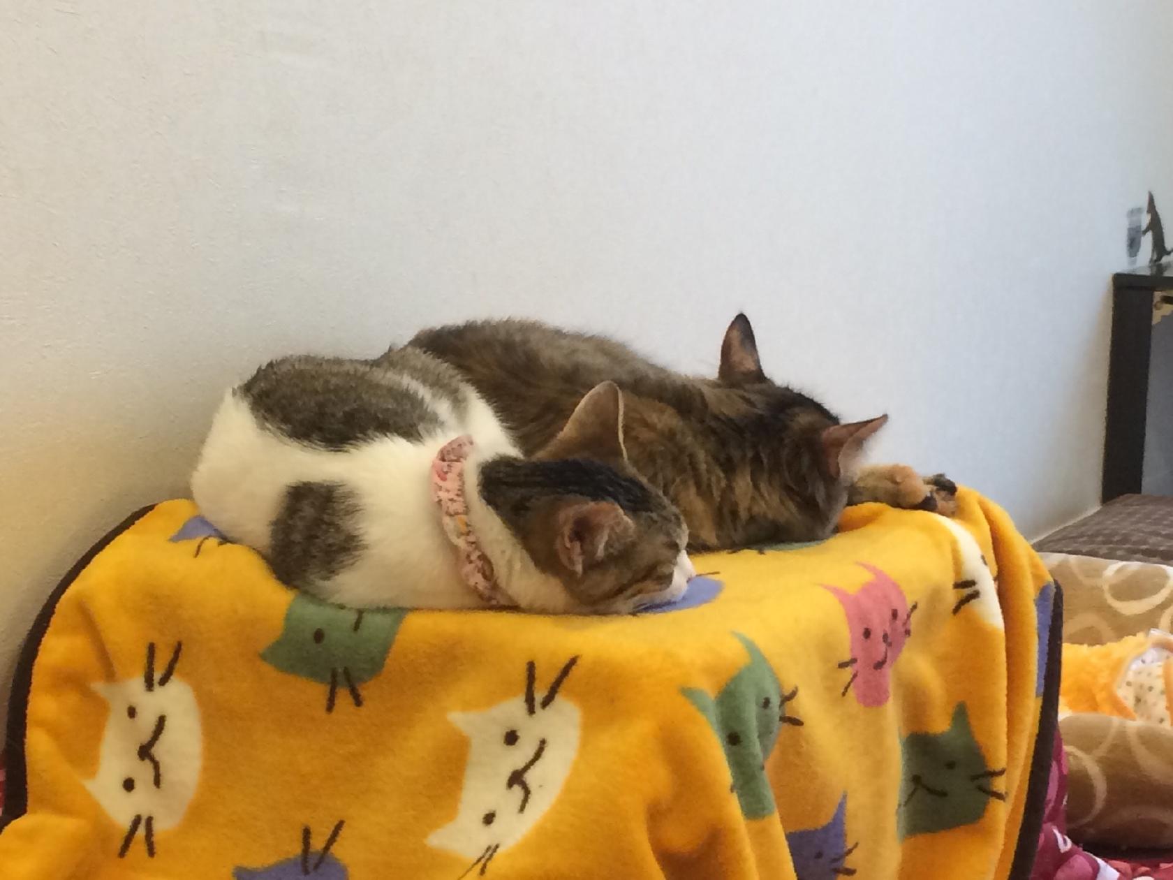猫の家