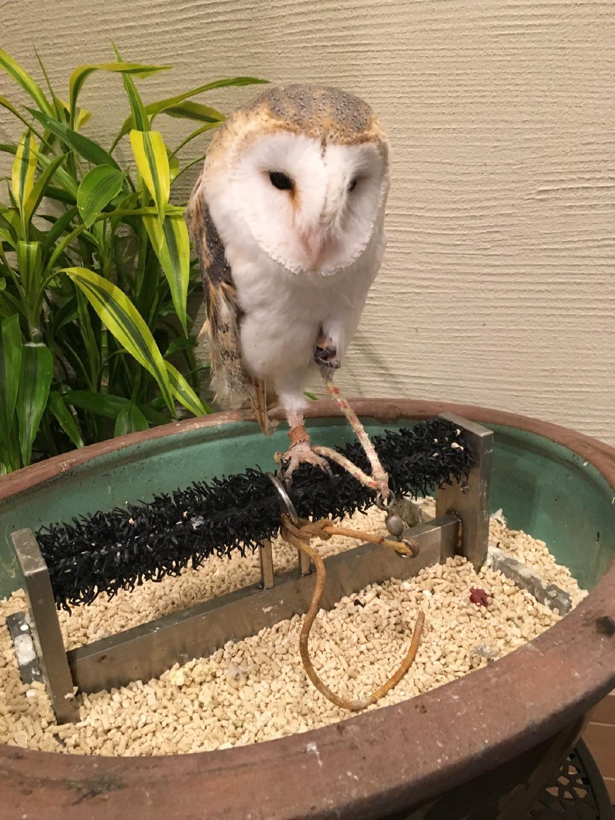 ふくろうの杜 ふくろう茶房