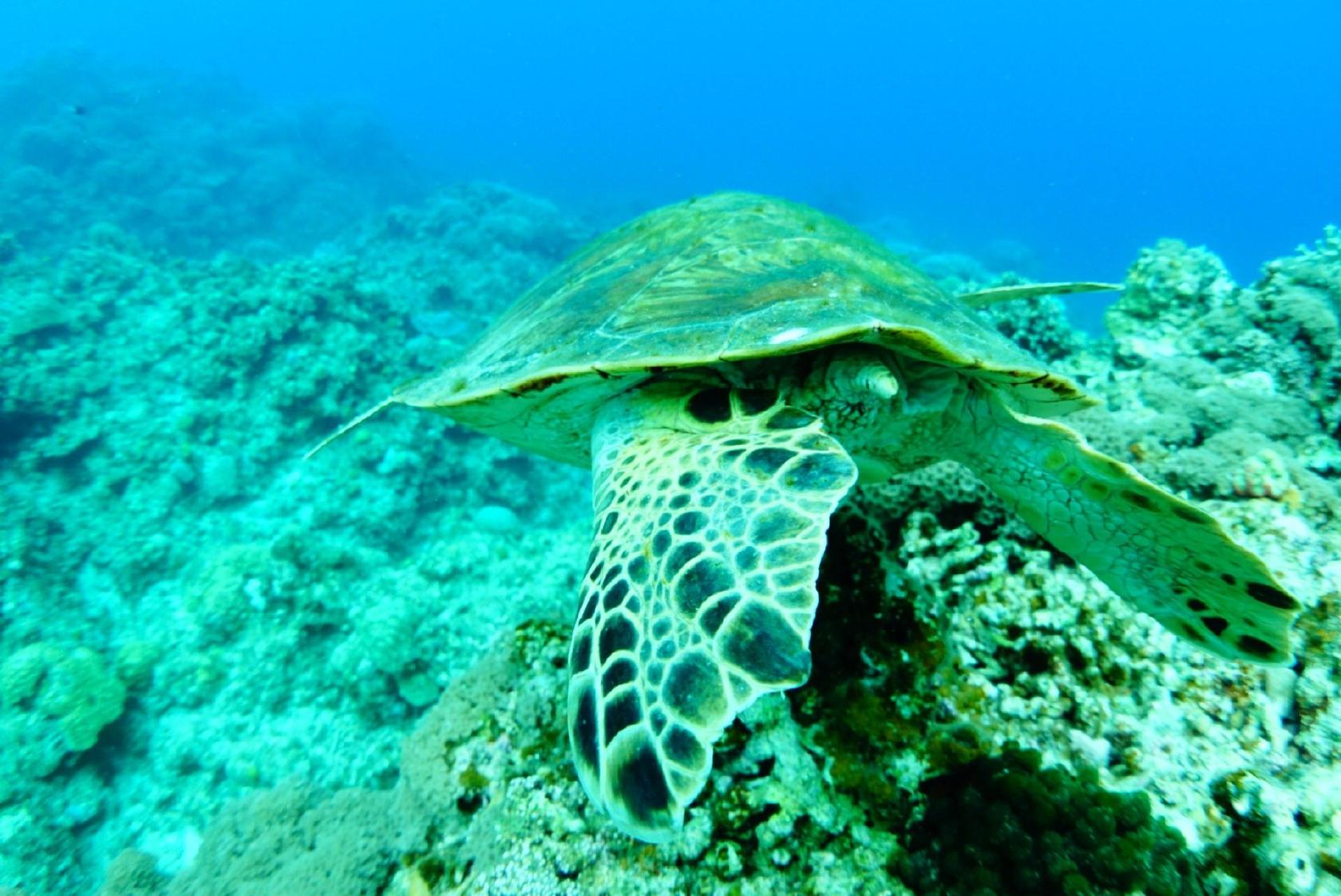 Mallorca Diving Club