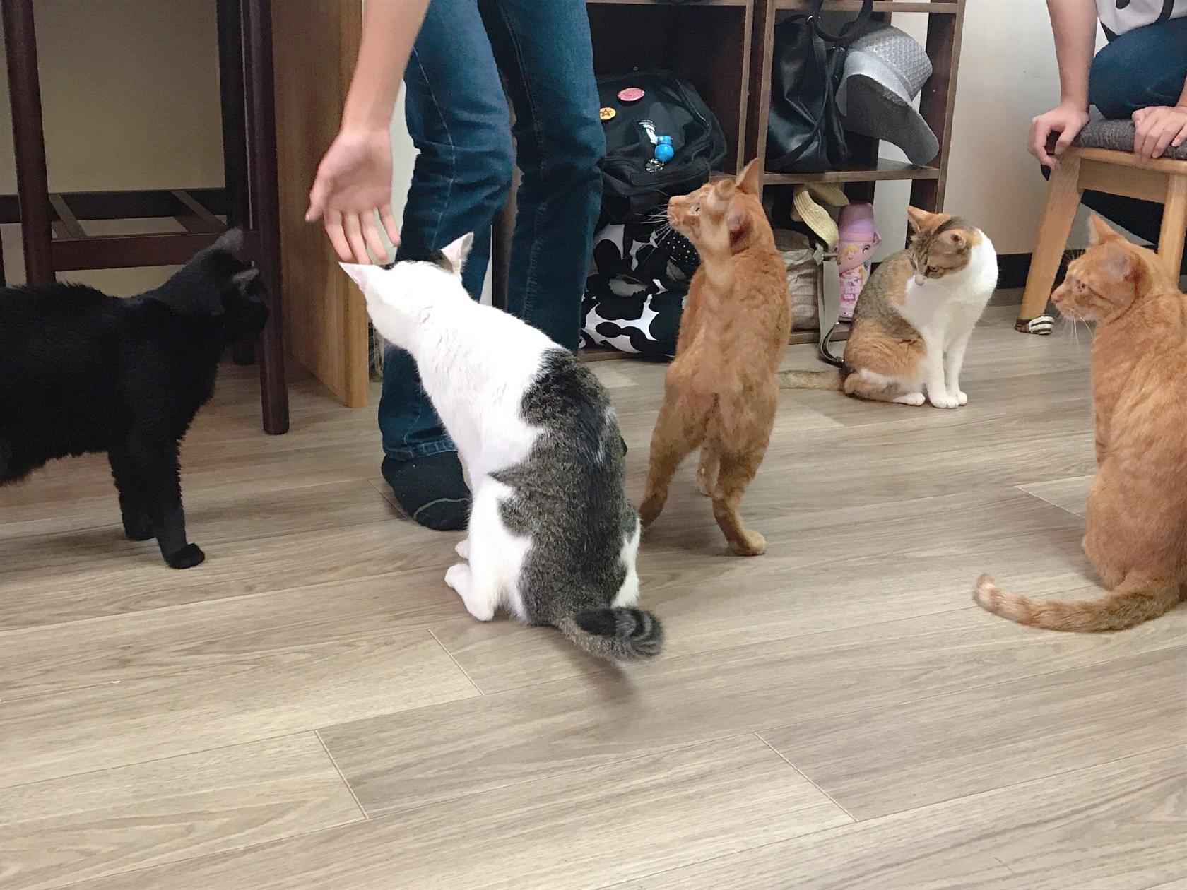ねこのおうち