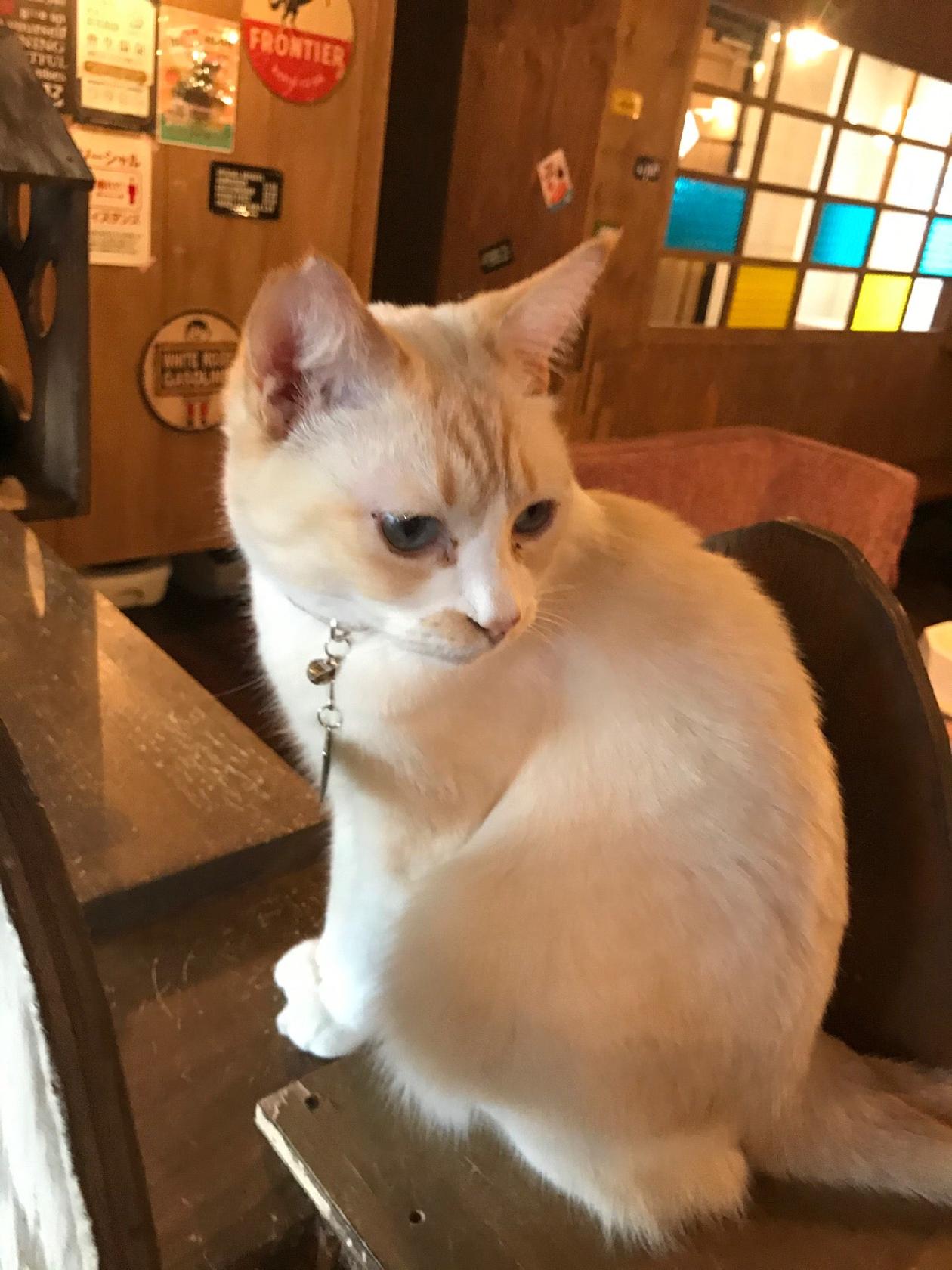 猫カフェ Kuro