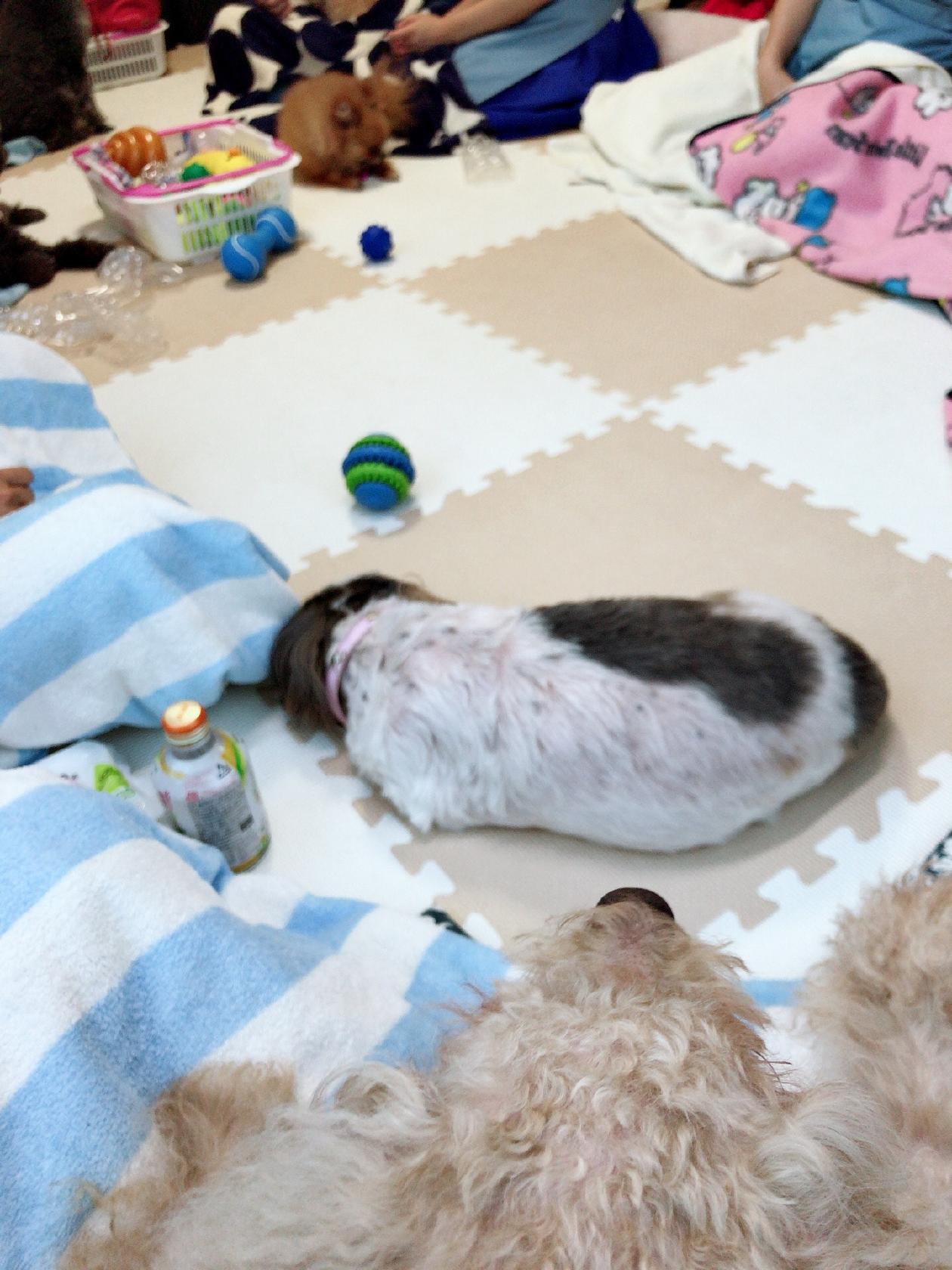 いぬのじかん 大塚店