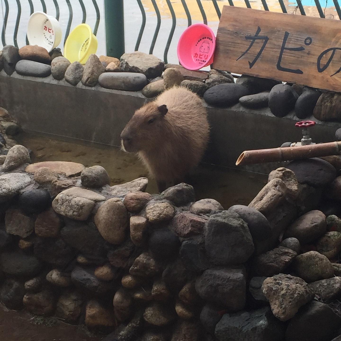 カピバランド