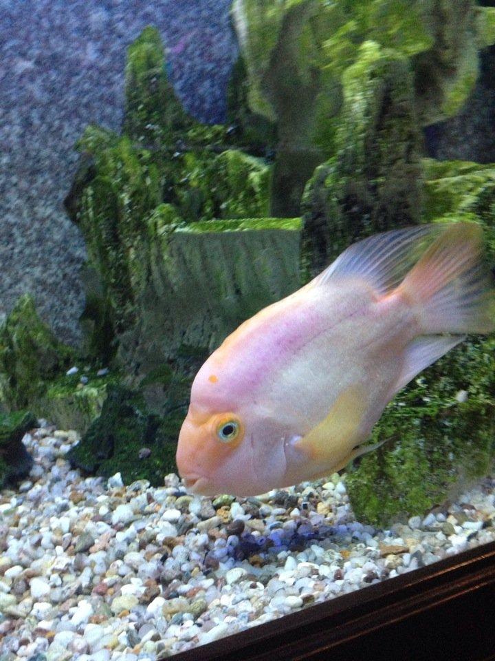 Aqvarium