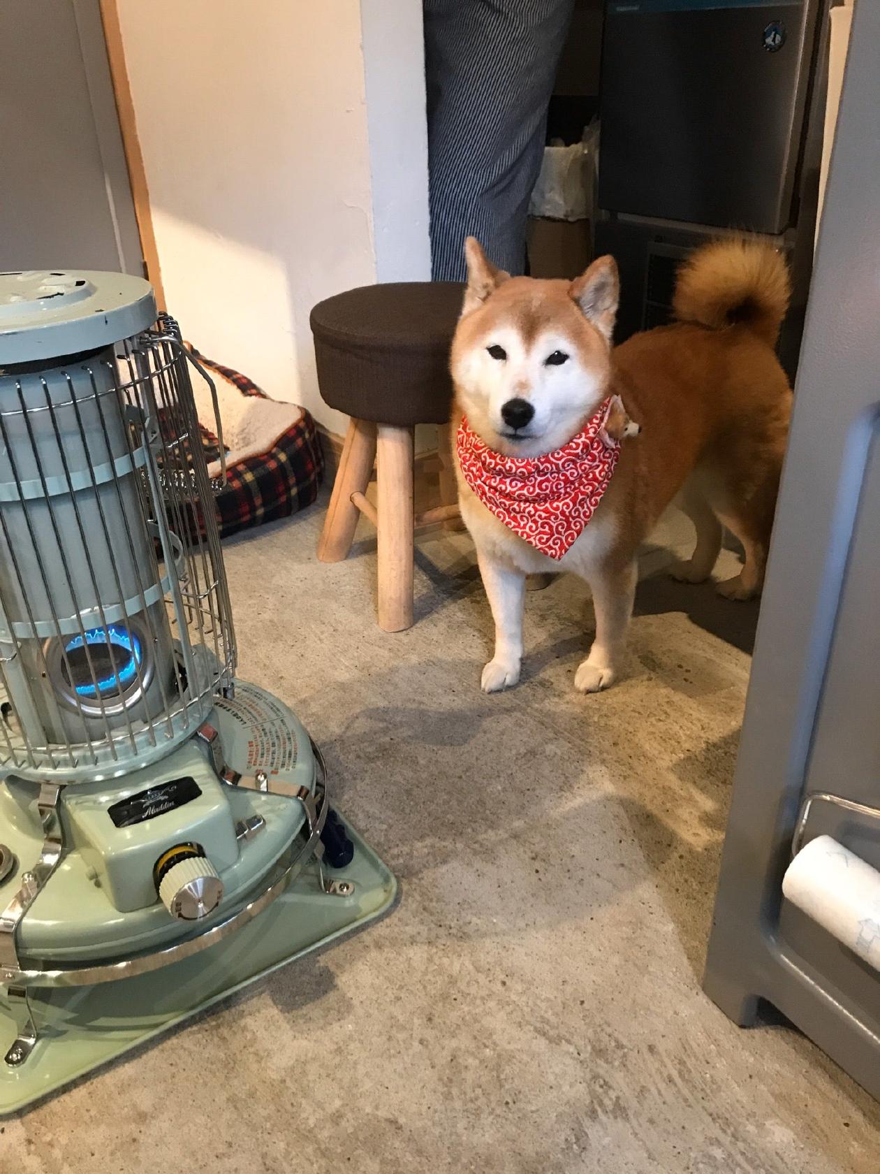 あさむし温泉プリン 金治郎