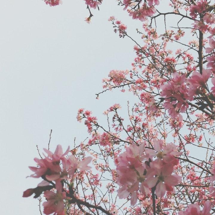 白話文學