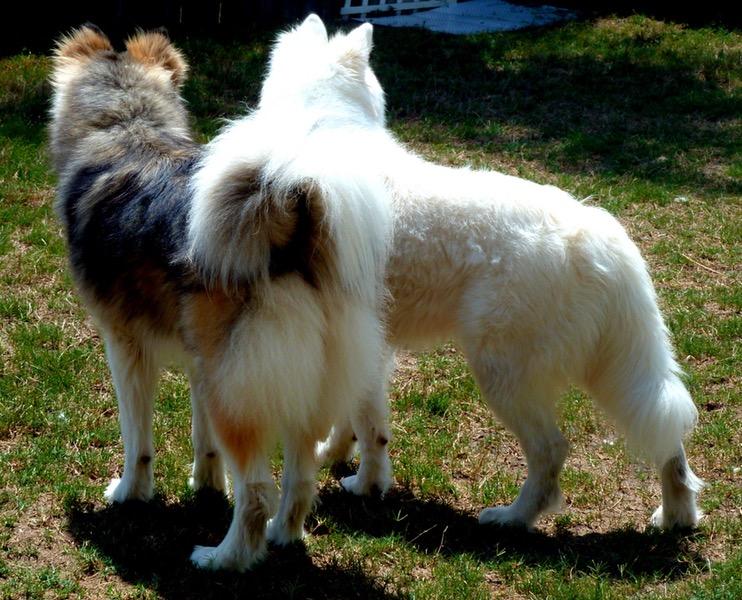 Koda & Bolt's Food Inspection Solutions