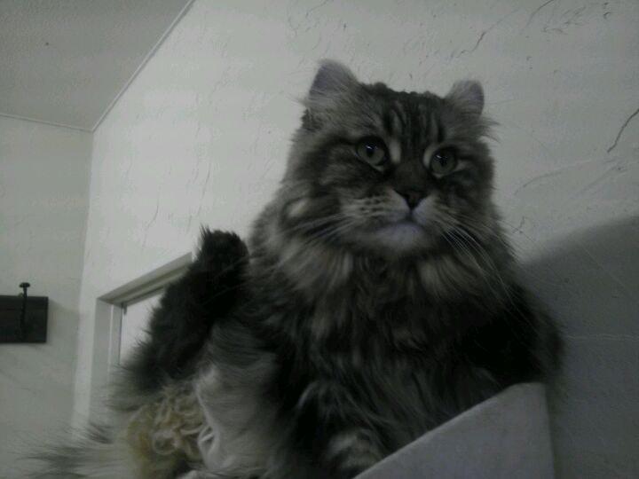 猫カフェ ねこのすみか