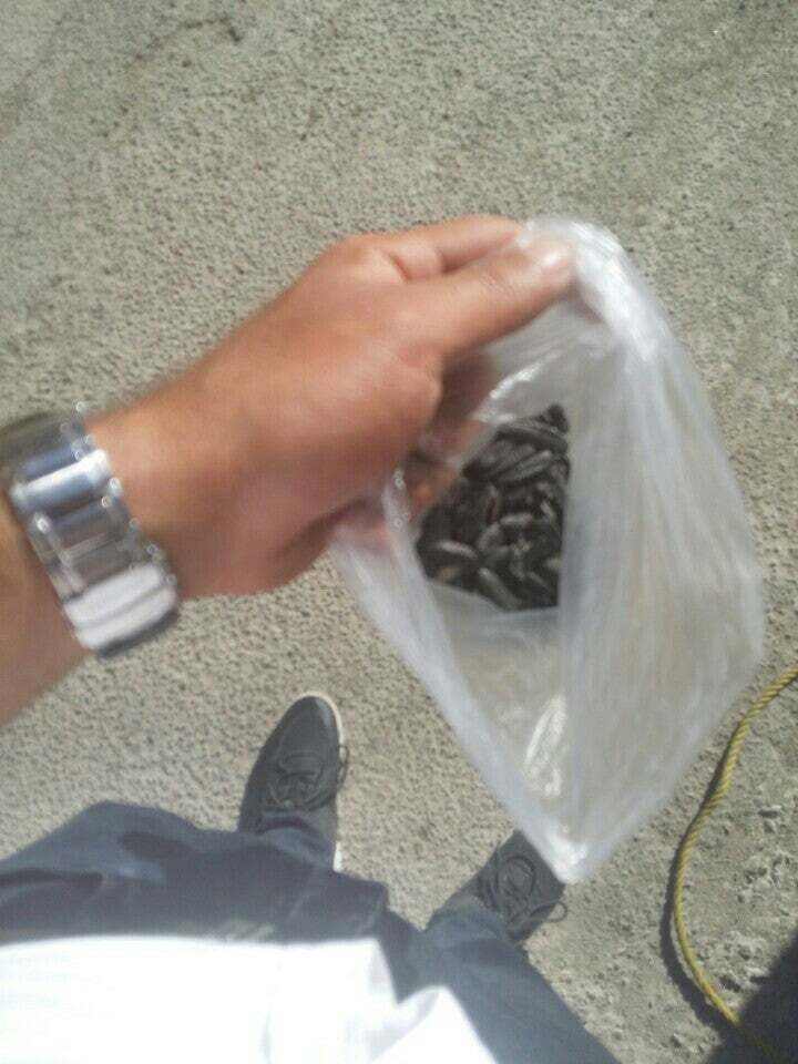تخمه فروشي حسين طلايي