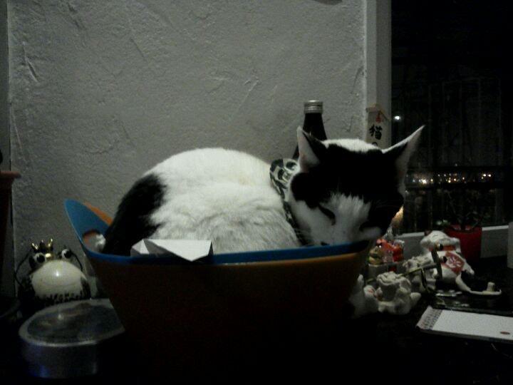 猫Cafe