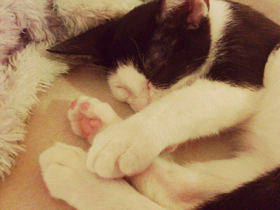 こねこカフェSanctuary