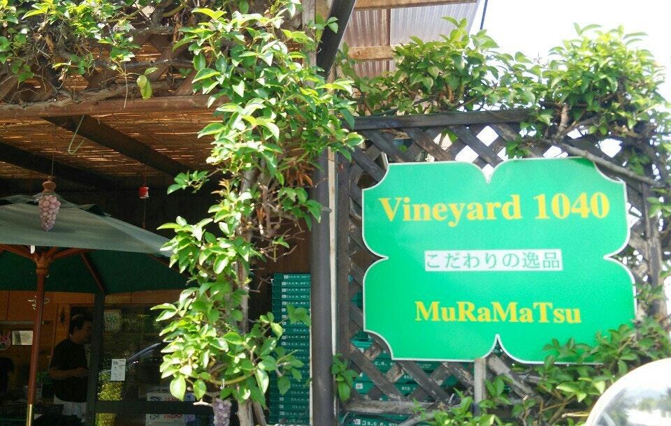 Vineyard1040