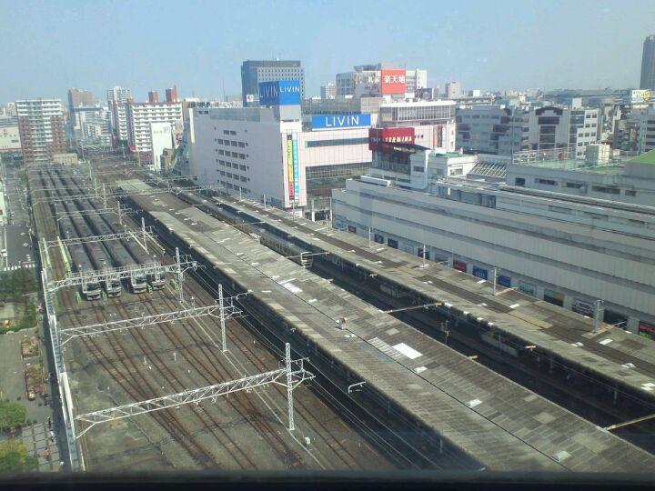 枸杞の実