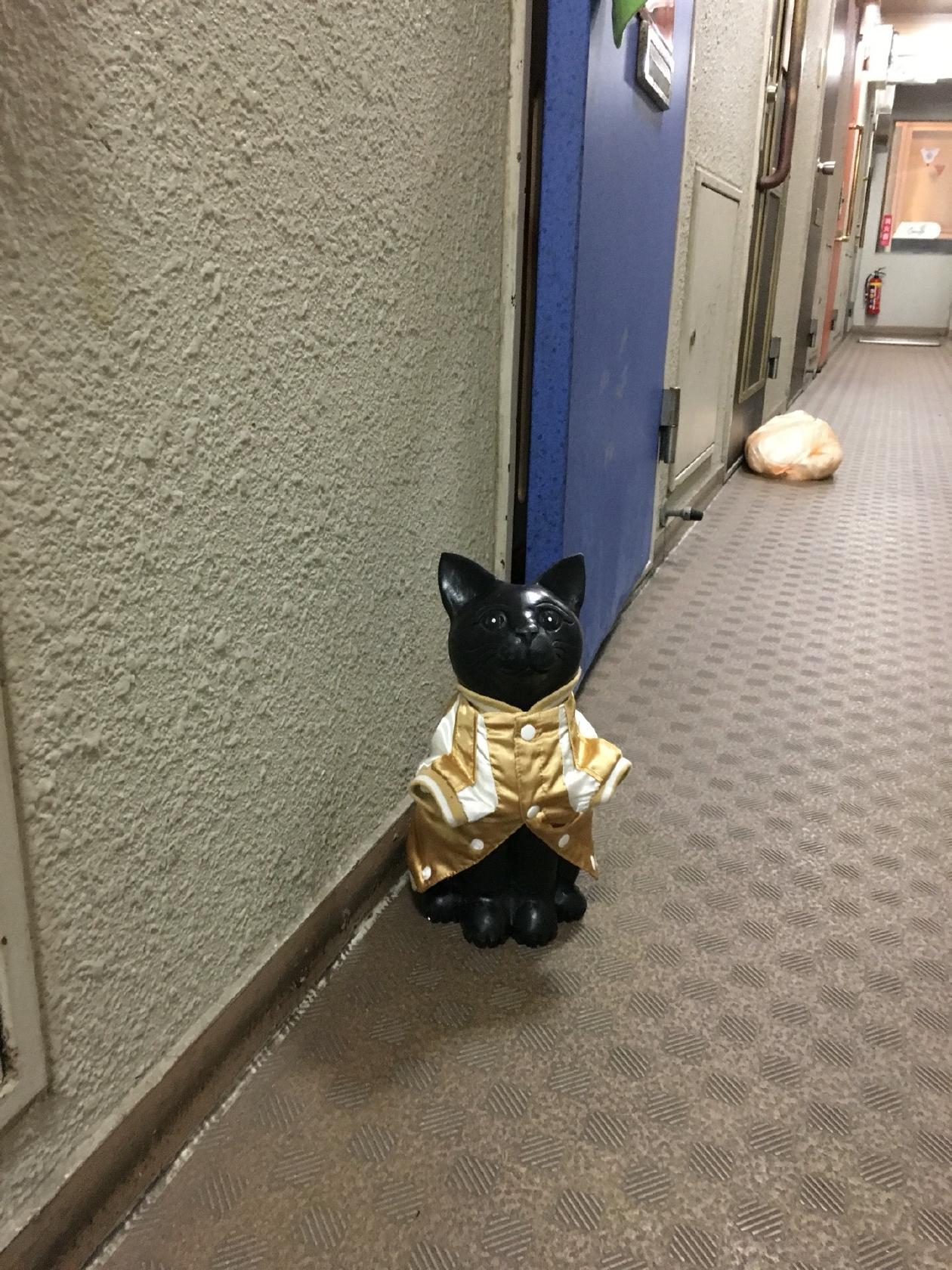 Bar 猫