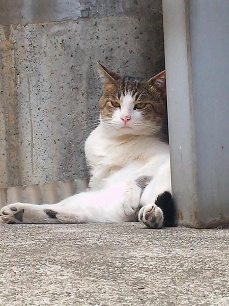 ほりや