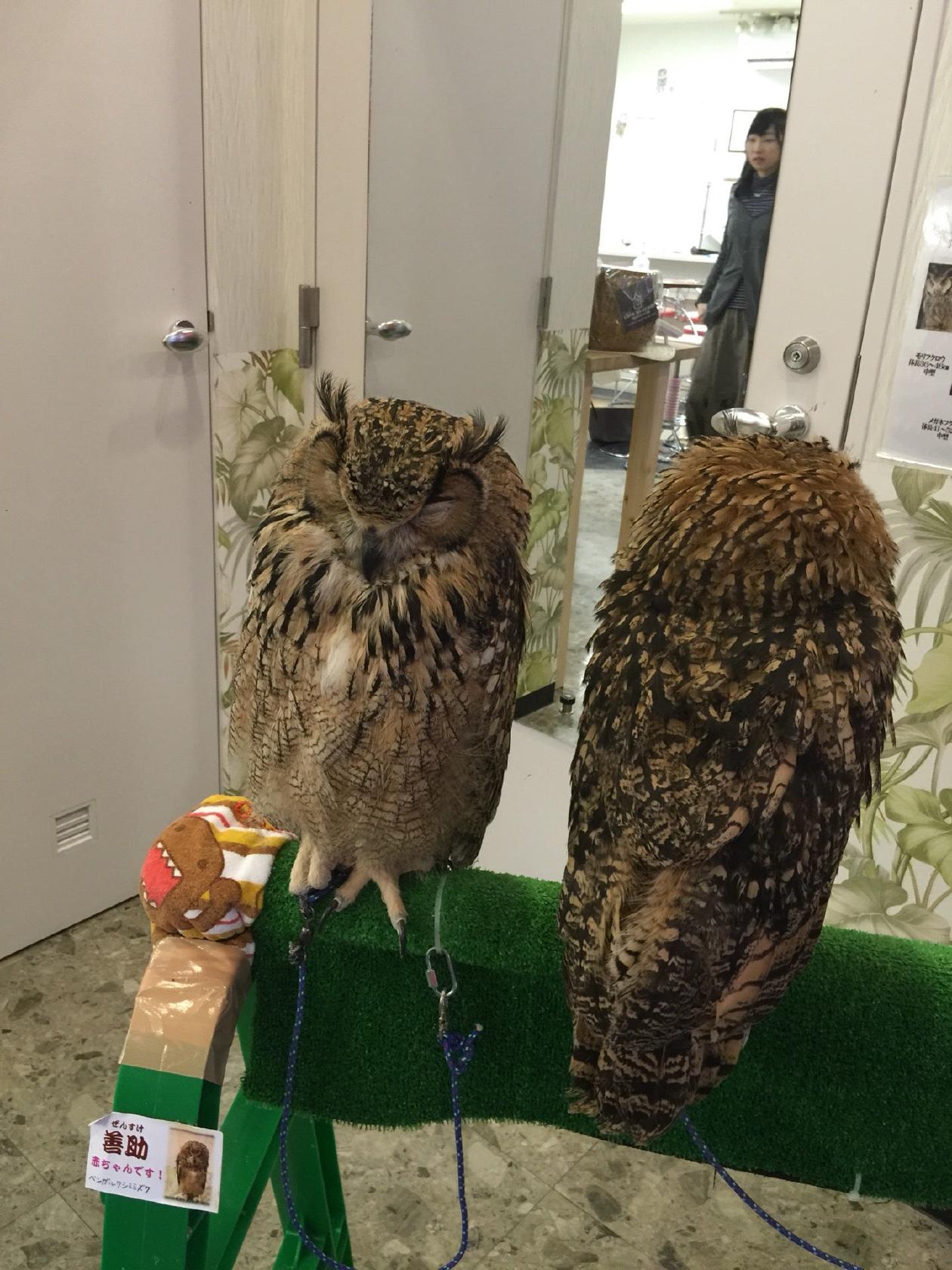 ふくろうの城　弘前店
