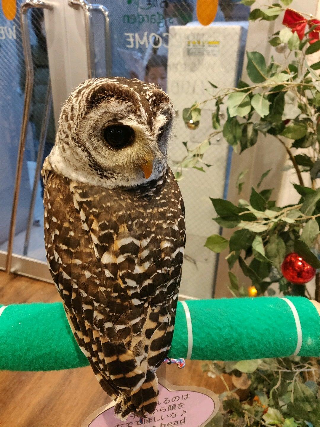 Owl's Garden