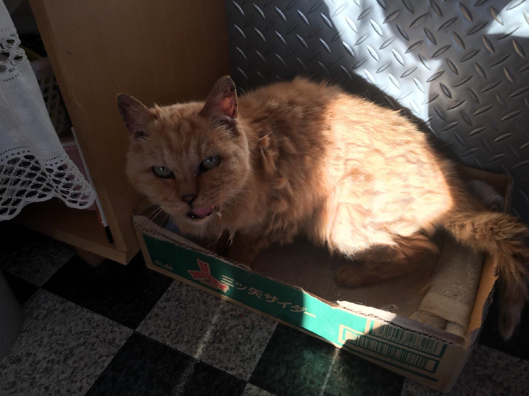 KONAスタ