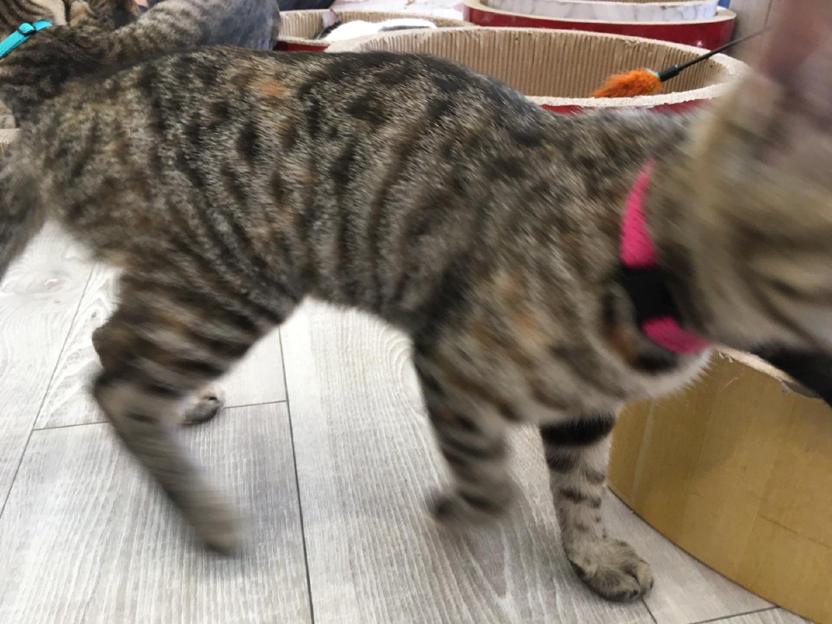 保護猫カフェしあわせにゃん家