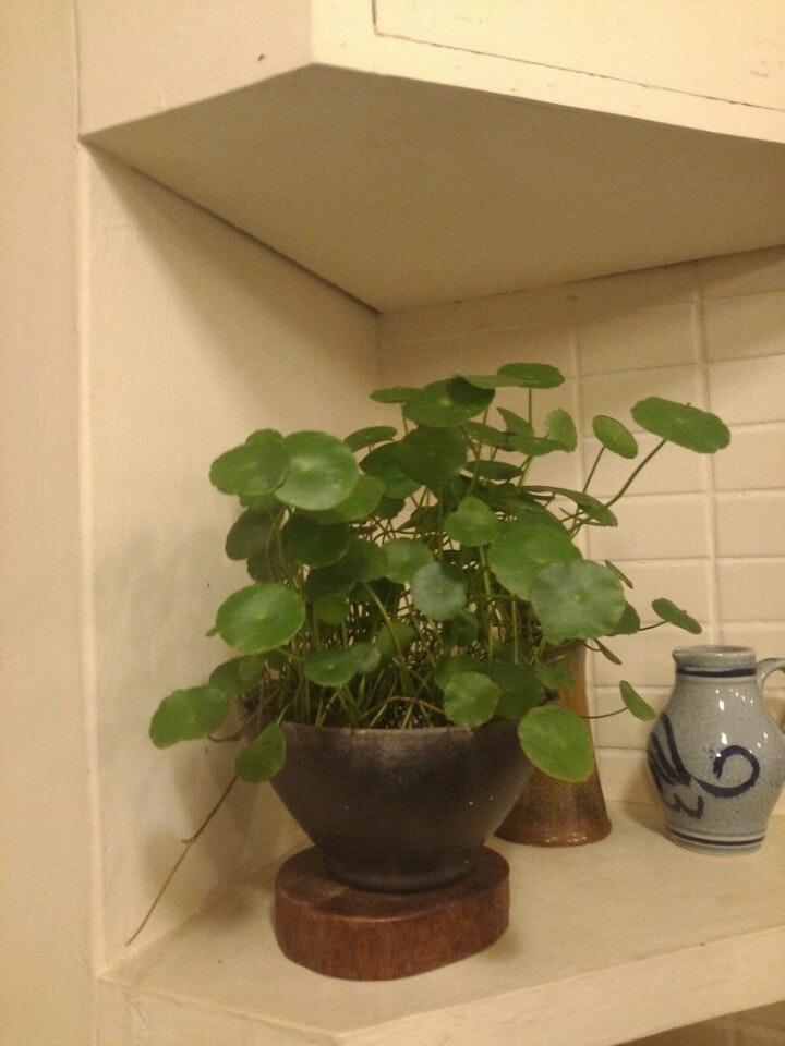 銅錢草