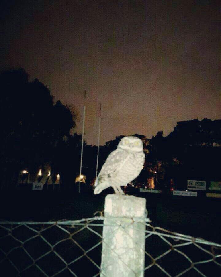 El Buho