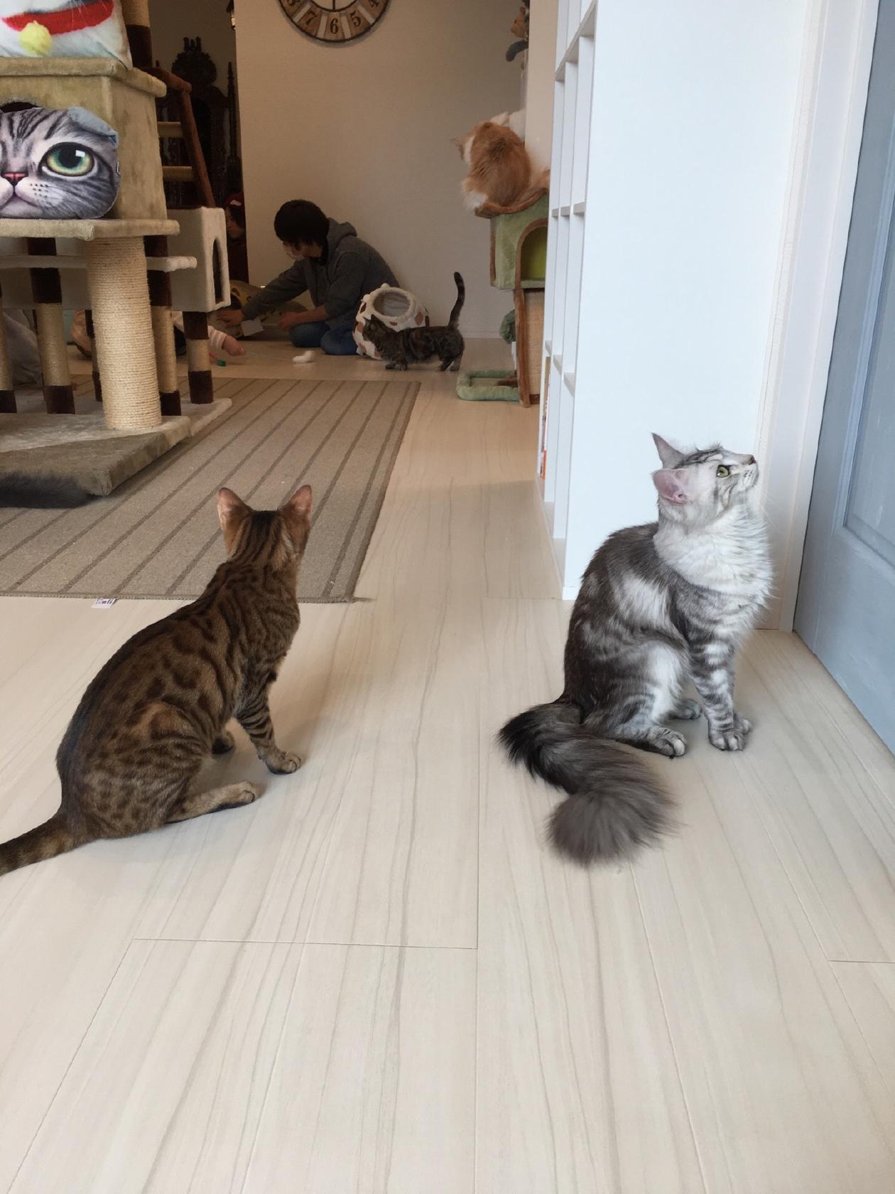 キャットワールド
