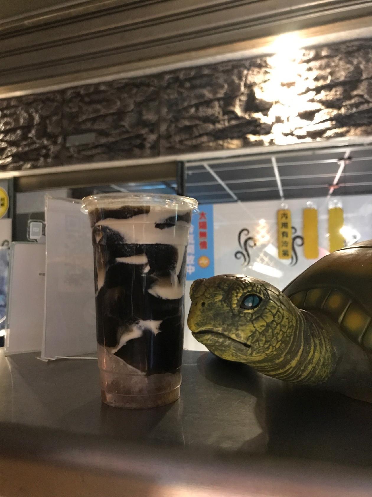 海龜嫩仙草