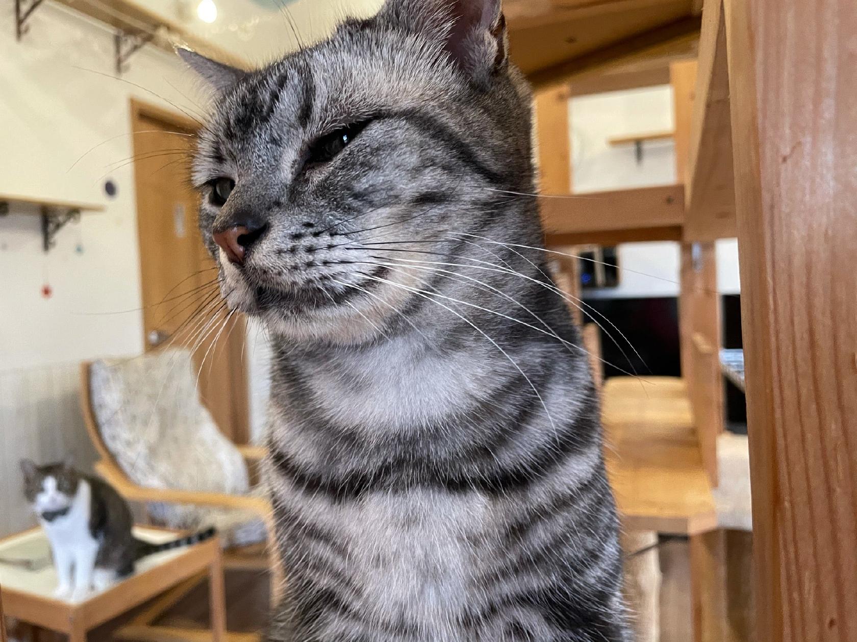 Catcafe 美ら猫